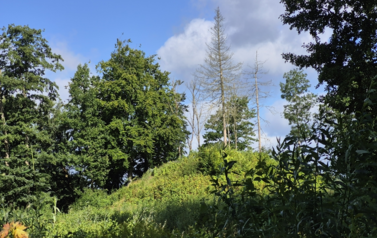 Tak dziś wygląda kopiec nad Trzesieckiem 