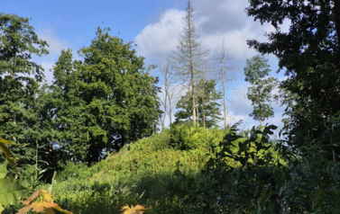 Tak dziś wygląda kopiec nad Trzesieckiem 