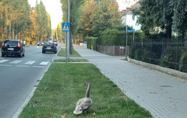 Łabędzie w Szczecinku wsp&oacute;łcześnie
