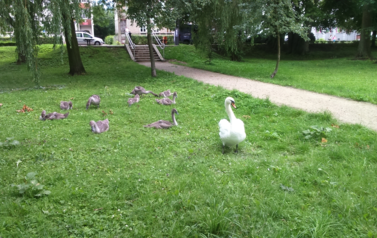 Łabędzie w Szczecinku wsp&oacute;łcześnie