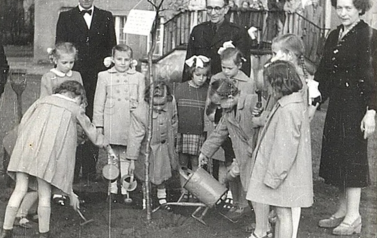 Posadzenie dębu przed SP1 rok 1957