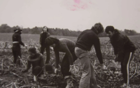 Lata 80/70, licealiści w I LO im. księżnej Elżbiety na wykopkach gdzieś pod Szczecinkiem