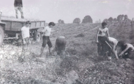 Lata 80/70, licealiści w I LO im. księżnej Elżbiety na wykopkach gdzieś pod Szczecinkiem