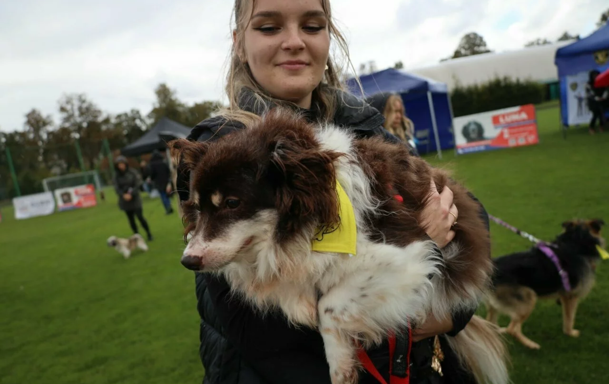 Zdjęcie do Zapisz psiaka na wystawę. Nagroda dla najsympatyczniejszego 
