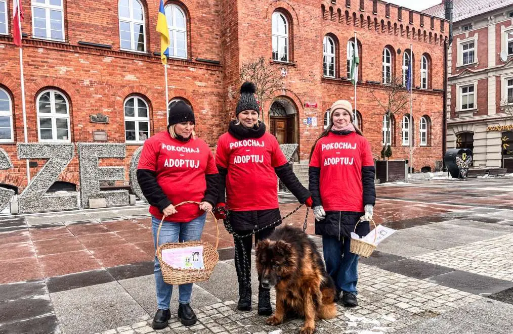 Zdjęcie do Pokochaj, adoptuj - kolejna odsłona akcji schroniska dla zwierząt 
