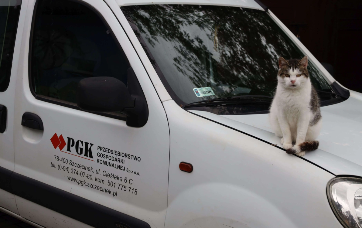 Zdjęcie do Sterylizacja i czipowanie ps&oacute;w i kot&oacute;w za darmo. Zgłoś czworonoga 