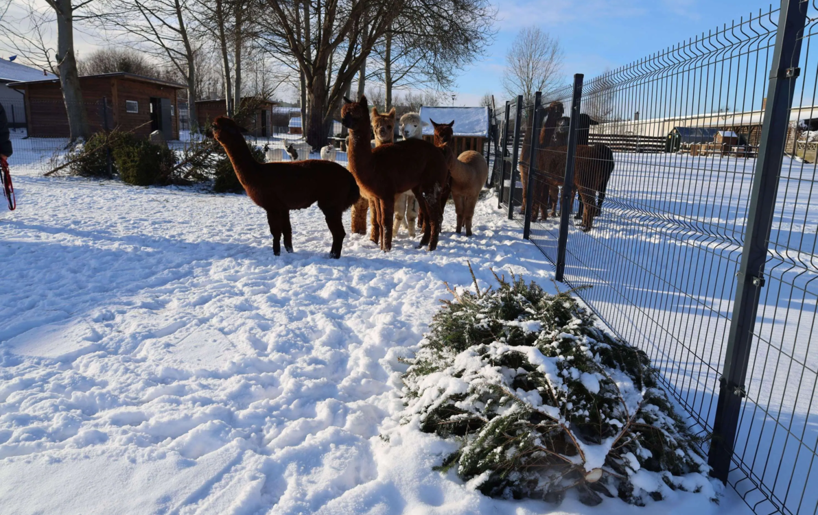 Zdjęcie do Wyrzucacie już choinki? To przysmak szczecineckich alpak 