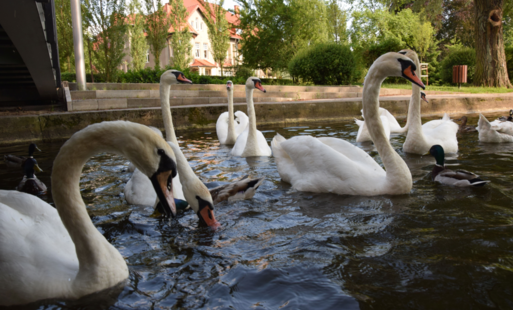 Zdjęcie do Kr&oacute;lewski i skrzydlaty dar z Hamburga dla Szczecinka 