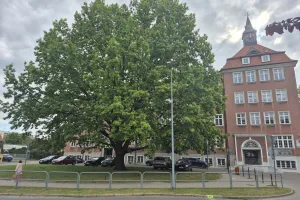 Tak dziś prezentuje się dąb Adam przed SP1 Szczecinek, choć po prawdzie to inne drzewo niż posadzono w roku 1957