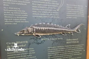 Trójwymiarowy obraz jesiotra z jednej z plansz wystawy 