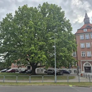 Tak dziś prezentuje się dąb Adam przed SP1 Szczecinek, choć po prawdzie to inne drzewo niż posadzono w roku 1957