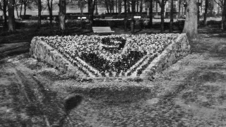 Fot. Franciszek Jaśkielewicz Kwietny kalendarz - dziś rośnie tu dąb i stoi kamień Mieczysława Karamuckiego