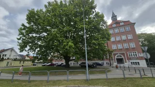 Dąb Adam w roku 2025